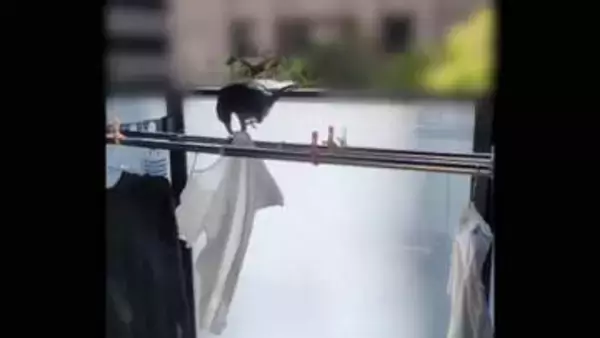 “春カラス”ベランダ侵入でハンガー盗む「まさか服を外してまで」　目的は“家づくり”全国で巣の撤去続く