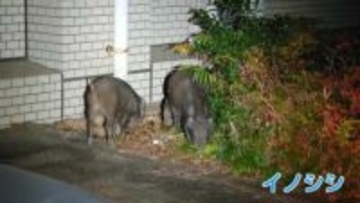 「昔は見なかったのに…」イノシシ被害が前年比3割増　集落で子どもが闊歩・トラクターの近くを平然と歩く　高齢化で「巻き狩り」困難に