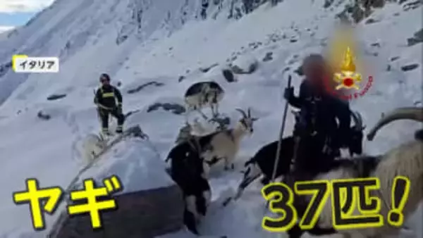 標高2500mの雪山でヤギ37匹遭難…数日間“行方不明”も健康状態は良好　地元消防隊が出動　麓の小屋に送り届ける　イタリア
