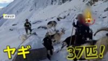 標高2500mの雪山でヤギ37匹遭難…数日間“行方不明”も健康状態は良好　地元消防隊が出動　麓の小屋に送り届ける　イタリア