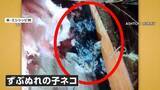 「瓦礫をどけると“子猫”　3つの竜巻が建物を襲う　約500軒の住宅被害も死者なし　アメリカ」の画像1