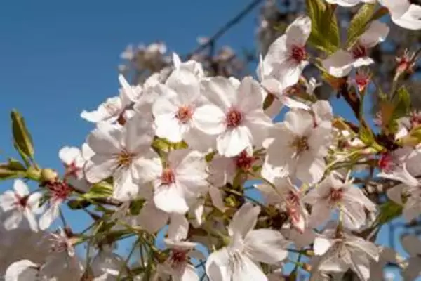イギリス国内で桜1万本の植樹達成へ　2024年には天皇皇后両陛下が記念植樹　日英を結ぶ「桜の架け橋」
