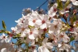 イギリス国内で桜1万本の植樹達成へ　2024年には天皇皇后両陛下が記念植樹　日英を結ぶ「桜の架け橋」