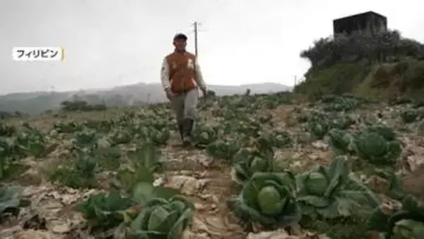 原油不足でアジアの農家悲鳴　キャベツ出荷しても“赤字”畑で腐らせること選んだ農家も　ガソリンスタンドは「燃料なし」