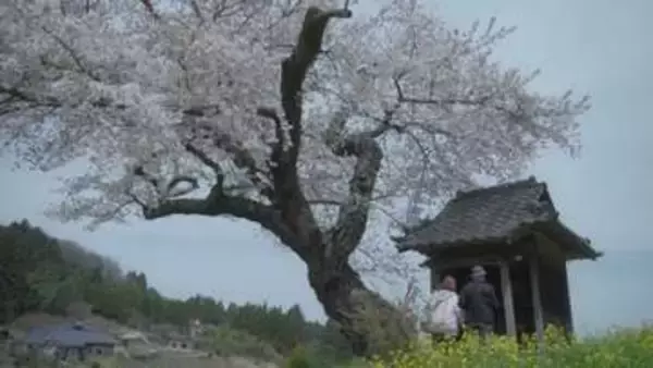 《ふくしま桜紀行2026》田村市・小沢の桜　田畑に佇む一本桜