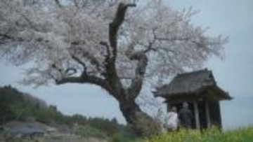 《ふくしま桜紀行2026》田村市・小沢の桜　田畑に佇む一本桜