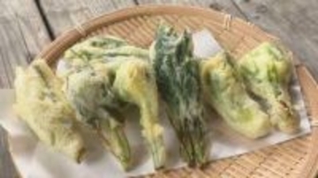 クマ対策を万全に！旬の山菜ツアー　採れたてを“天ぷら”や“しゃぶしゃぶ”で　今年は2週間早い！山菜の王様や女王、「アケビの新芽」まで11種　「山菜のうま味がじゅわ～っと」長野・小谷村