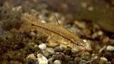 「「魚は空飛ばないのに」廃校プールに“国内外来種”の「モツゴ」が謎の繁殖　駆除しても再び現れる　人や鳥が持ち込んだ？水源から？　雑食で繁殖力が高く生態系を脅かす「オタマジャクシが食べられてカエルが育たなくなった」」の画像1