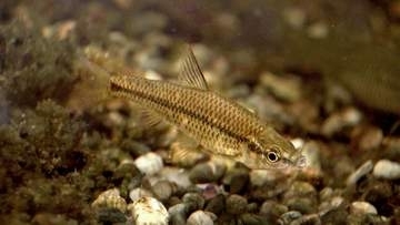 「魚は空飛ばないのに」廃校プールに“国内外来種”の「モツゴ」が謎の繁殖　駆除しても再び現れる　人や鳥が持ち込んだ？水源から？　雑食で繁殖力が高く生態系を脅かす「オタマジャクシが食べられてカエルが育たなくなった」
