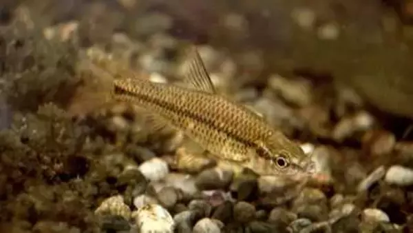 「魚は空飛ばないのに」廃校プールに“国内外来種”の「モツゴ」が謎の繁殖　駆除しても再び現れる　人や鳥が持ち込んだ？水源から？　雑食で繁殖力が高く生態系を脅かす「オタマジャクシが食べられてカエルが育たなくなった」