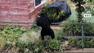 栃木・宇都宮市のクマ捕獲から24時間以上新たな目撃情報なし　専門家の意見などもふまえ11日から小中学校再開へ