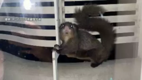 「いつの間にかチェックイン」京都のホテルにムササビが長期滞在　準絶滅危惧種で「見守り」指示受け“決断”