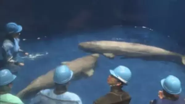 「リーリャ」と「アラン」シロイルカ2頭がお引っ越し…一般公開へ一歩　新たな環境でさらなる成長へ【島根発】