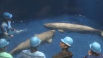 「リーリャ」と「アラン」シロイルカ2頭がお引っ越し…一般公開へ一歩　新たな環境でさらなる成長へ【島根発】