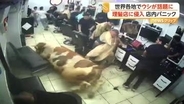 トルコで牛がガラス突き破り理髪店に乱入“大パニック”　悪戦苦闘の末捕獲　バングラデシュでは“トランプ大統領似の牛”が人気者に