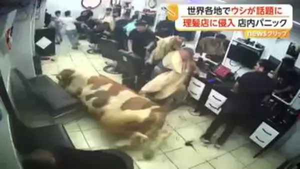 トルコで牛がガラス突き破り理髪店に乱入“大パニック”　悪戦苦闘の末捕獲　バングラデシュでは“トランプ大統領似の牛”が人気者に