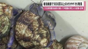 宿泊施設から1000匹以上のオカヤドカリ　奄美大島で中国籍男2人を逮捕、天然記念物の大量密捕獲が明らかに