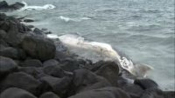 鳥取の海岸にクジラ漂着　すでに死んだ状態　　県は死因など調査へ