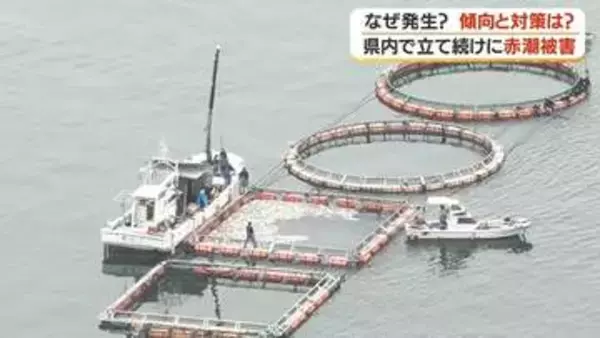 【赤潮警報】鹿児島・長島町で31万匹の養殖ブリが被害　温暖化影響か、発生時期の拡大が深刻