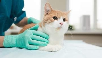 猫の動物病院選びで後悔しないために　20万円超の治療費…繰り返された血液検査の末に転院した理由