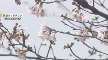 やっと！東京で桜“開花”都内各所は何分咲きなのか調査…上野公園はすでに場所取りスタート