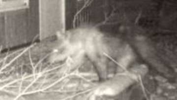 円山動物園に野生のヒグマ侵入…決死の駆除対応に当たった“キーパーソン”が初めて語る“緊迫の73時間”の舞台裏「信じられないような気持ち」　札幌市