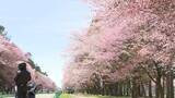 「【老朽化サクラを守れ！】大正初期に整備した新ひだか町「二十間道路桜並木」も幹が空洞化しギシギシー保全費用かさむ中でビールメーカーが各地に寄付金「日本の風物詩に恩返しをしたい」」の画像1