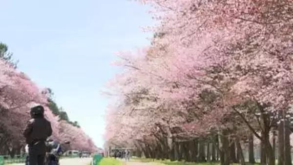 【老朽化サクラを守れ！】大正初期に整備した新ひだか町「二十間道路桜並木」も幹が空洞化しギシギシー保全費用かさむ中でビールメーカーが各地に寄付金「日本の風物詩に恩返しをしたい」