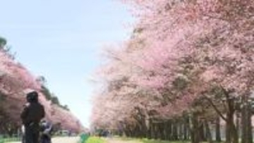 【老朽化サクラを守れ！】大正初期に整備した新ひだか町「二十間道路桜並木」も幹が空洞化しギシギシー保全費用かさむ中でビールメーカーが各地に寄付金「日本の風物詩に恩返しをしたい」