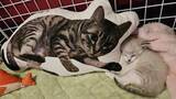 「ペットロスに苦しむ飼い主に訪れた“月命日の出会い”　亡き看板猫が運命の「いと」でつないでくれた新たな縁」の画像1