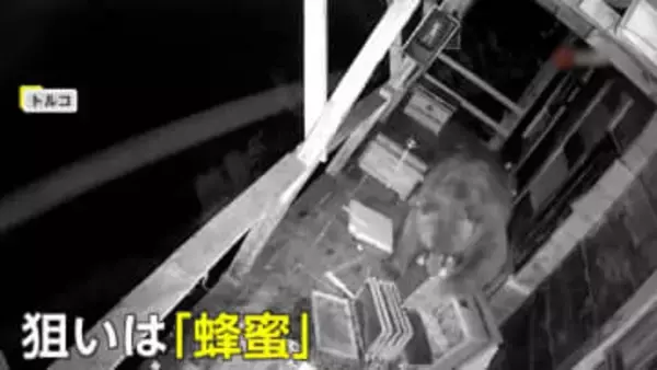 クマが家の手すりをくぐりバルコニーに侵入…ハチミツが狙われる　被害は翌日にも　住人「食べ尽くされた」　トルコ