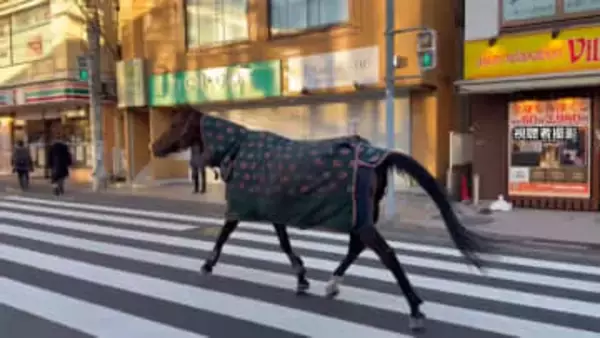 明治大学の馬が一時脱走「徘徊している」と110番通報…路上歩き回り自ら生田キャンパスに戻る　馬術部が飼育　川崎市