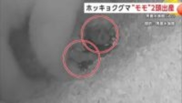 男鹿水族館GAOに双子のホッキョクグマ誕生！「モモ」が初の出産でお母さんに　国内繁殖の新たな一歩【秋田発】