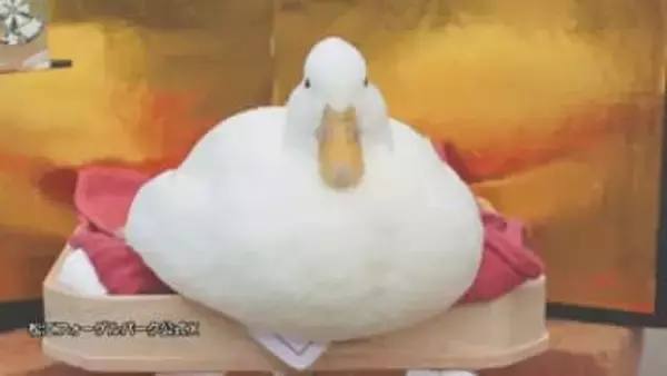 まるでつきたて…鳥たちも迎春準備！？ 松江フォーゲルパーク「鳥のお餅選手権」まん丸姿に癒されて【島根発】