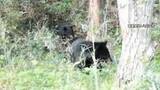 「クマ被害か　東京・奥多摩町で遺体　八王子市は“クマよけ鈴配布”…出没情報「くまログあおもり」に“300頭を目撃”など相次ぐ虚偽投稿　県「厳正に対処」」の画像1