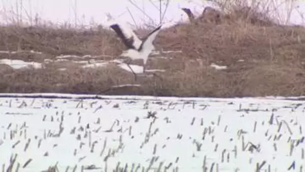 【メガソーラー問題に苦渋の決断】日本エコロジーから鶴居村が10.6ヘクタールの土地購入へ―土地代400万円だが支払額は補償含め約8000万円に　専門家「開発の規制強化を」〈北海道〉