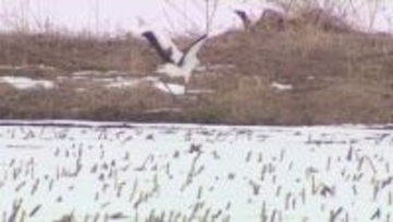 【メガソーラー問題に苦渋の決断】日本エコロジーから鶴居村が10.6ヘクタールの土地購入へ―土地代400万円だが支払額は補償含め約8000万円に　専門家「開発の規制強化を」〈北海道〉