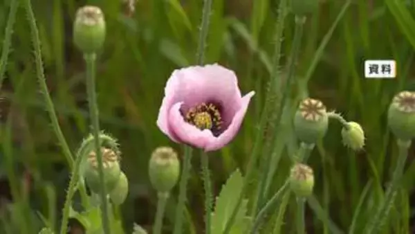 100万本のネモフィラ畑に一輪の“違法植物”アツミゲシ　去年に続き発見　福岡・海の中道海浜公園