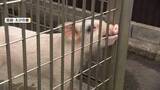 「「元気でね～」落とし物の子ブタ「トントン」新しい飼い主の元へ　警察が保護、期限過ぎ引き取り手決定」の画像1
