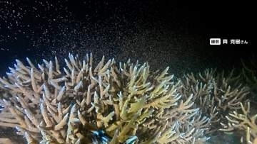 奄美の海で“天の川”　サンゴ一斉産卵を撮影　2年前の白化現象で多くが死滅　一部が生き残り再生の道へ期待