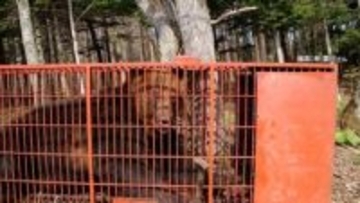 ゴールデンウィークにクマ警戒　330キロ2メートル超のヒグマ捕獲　激しい威嚇に「扉を破壊されそう」ハンターも恐怖　専門家「4月では前例なし」　北海道