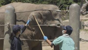 ゾウの採血やキリンの“爪切り”も 動物の健康管理は“受診動作訓練”から 動物園の獣医は休園日も大忙し【福岡発】