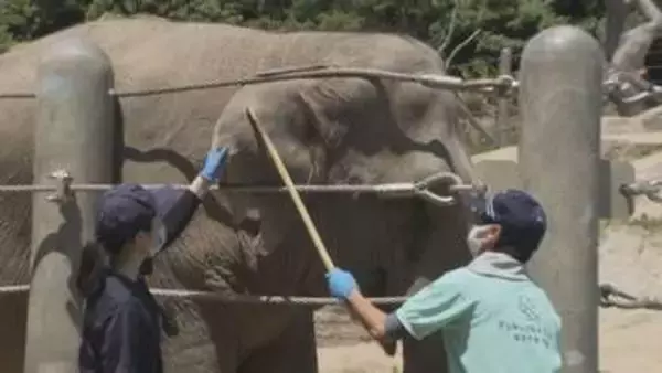 ゾウの採血やキリンの“爪切り”も 動物の健康管理は“受診動作訓練”から 動物園の獣医は休園日も大忙し【福岡発】