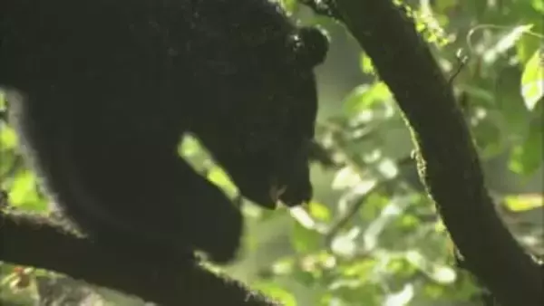 冬眠入らぬクマの出没に注意　富山市八尾町で新たな痕跡　市が注意呼びかける