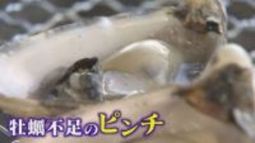 牡蠣シーズンに異変   瀬戸内海では記録的な不漁   玄界灘でも!?   牡蠣小屋オープンも1ヵ月遅れ   全く影響を受けていない品種も 【福岡発】
