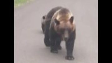 【ヒグマ問題 2026年を予測】“新年早々”クマの足跡発見―前年秋ドングリが凶作→春は山にクマの食物が少ない見通し＿“春先から秋まで”クマの出没が相次ぐか＿冬眠時期も安心できない理由とは？＜北海道＞