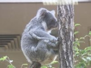 コアラの餌だけで年間6000万円…東山動植物園がふるさと納税型のクラファン開始 返礼品にはレアグッズも