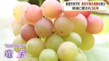 「みんなが作らないから幻」市場に出回らない激レアブドウ「竜宝」…後継者不足に向き合う鹿屋市の観光農園【鹿児島】