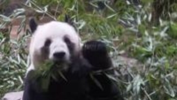 日本にパンダいなくなるのは「高市首相の責任」中国メディアが批判「誤った発言撤回しないとパンダ外交進まない」