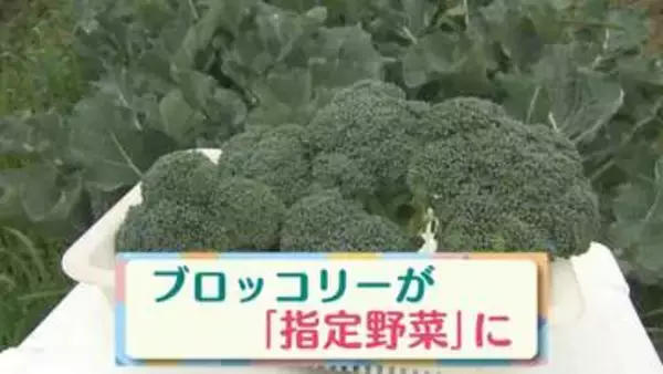 約50年ぶりの追加　ブロッコリー“指定野菜”に　出荷量約30年で2倍超　筋トレブーム背景か？【大分発】
